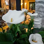 Fiordaliso 호텔