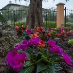 Fiordaliso